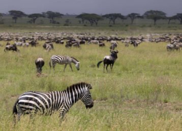 Wild zebra in the savannah in the Serengeti National Park