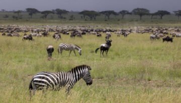 Wild zebra in the savannah in the Serengeti National Park