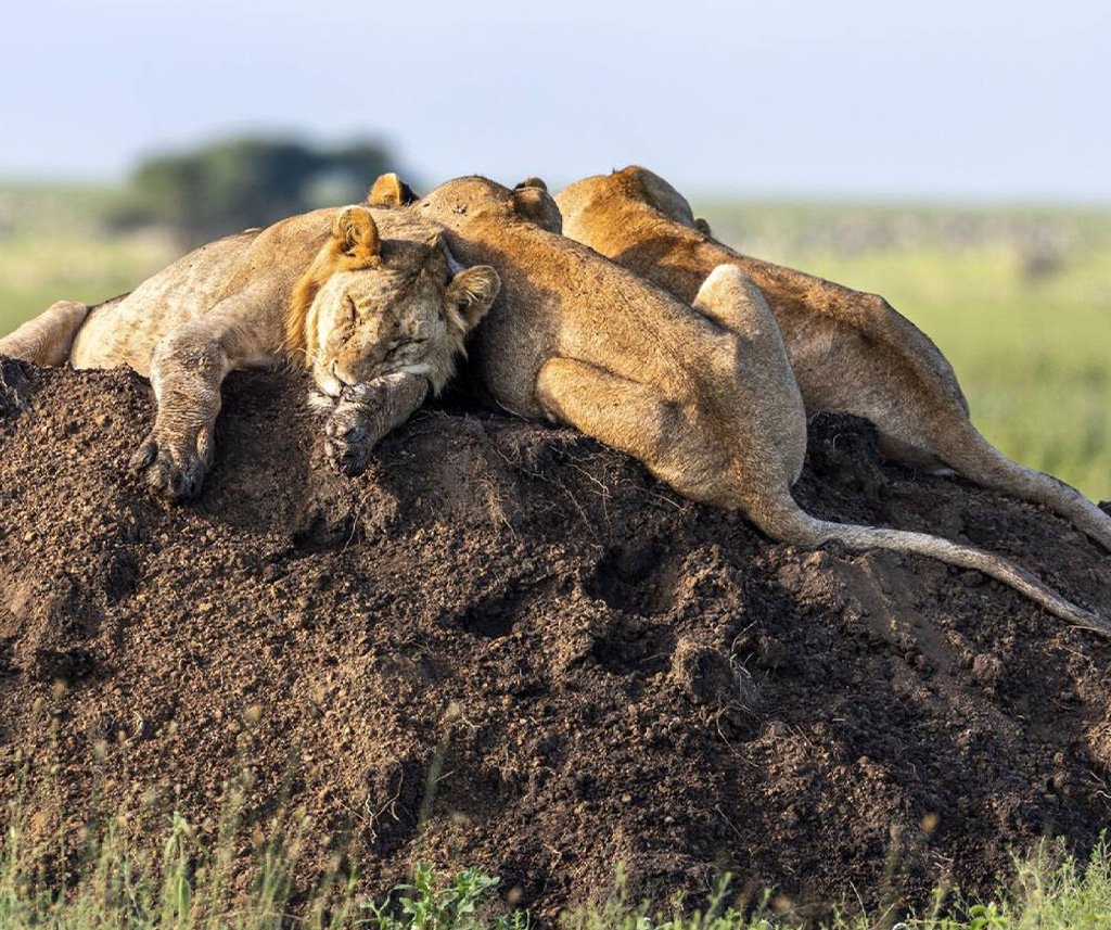 Serengeti safari in Tanzania