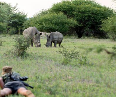 wildlife conservation volunteer tour in Kenya