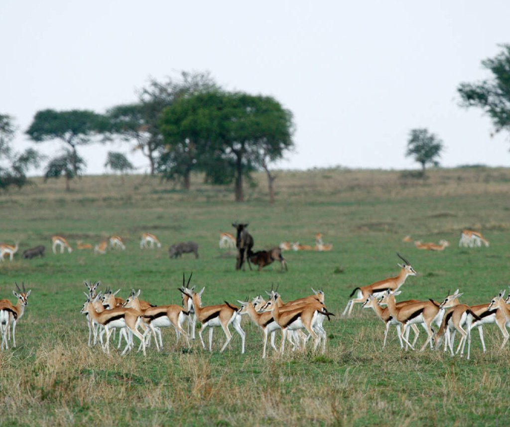 Singita Grumeti