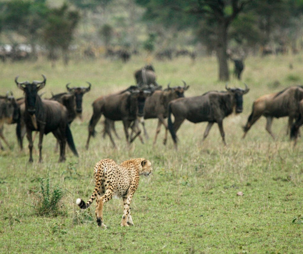 Singita Grumeti