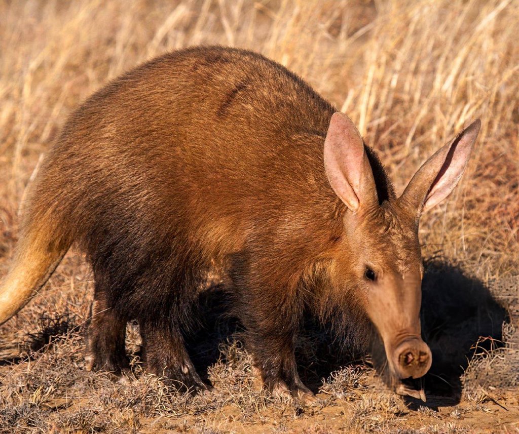 hardest animal to see on safari