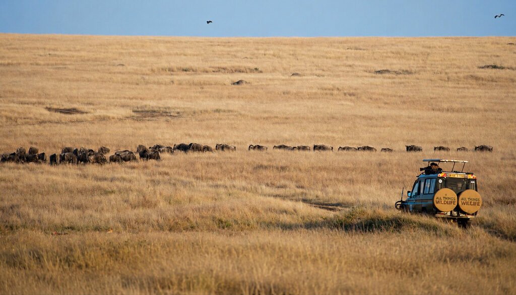All Things Wildlife