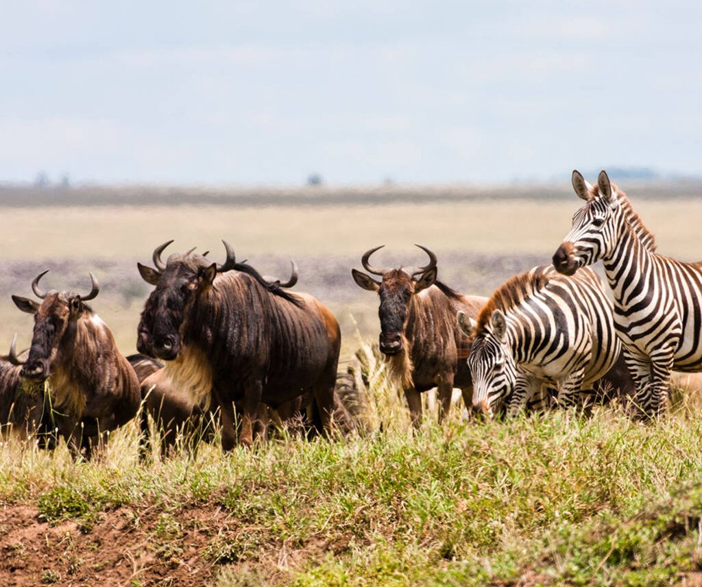 Annual migration of over one million Blue Wildebeest