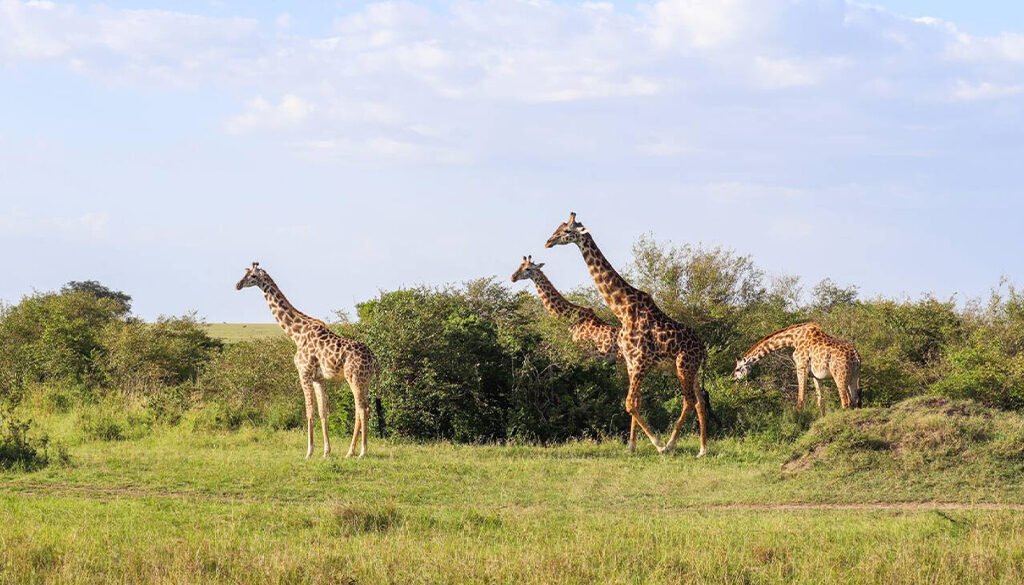 Singita Grumeti