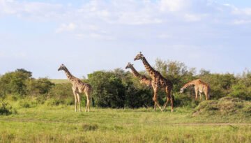 Singita Grumeti