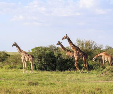 Singita Grumeti