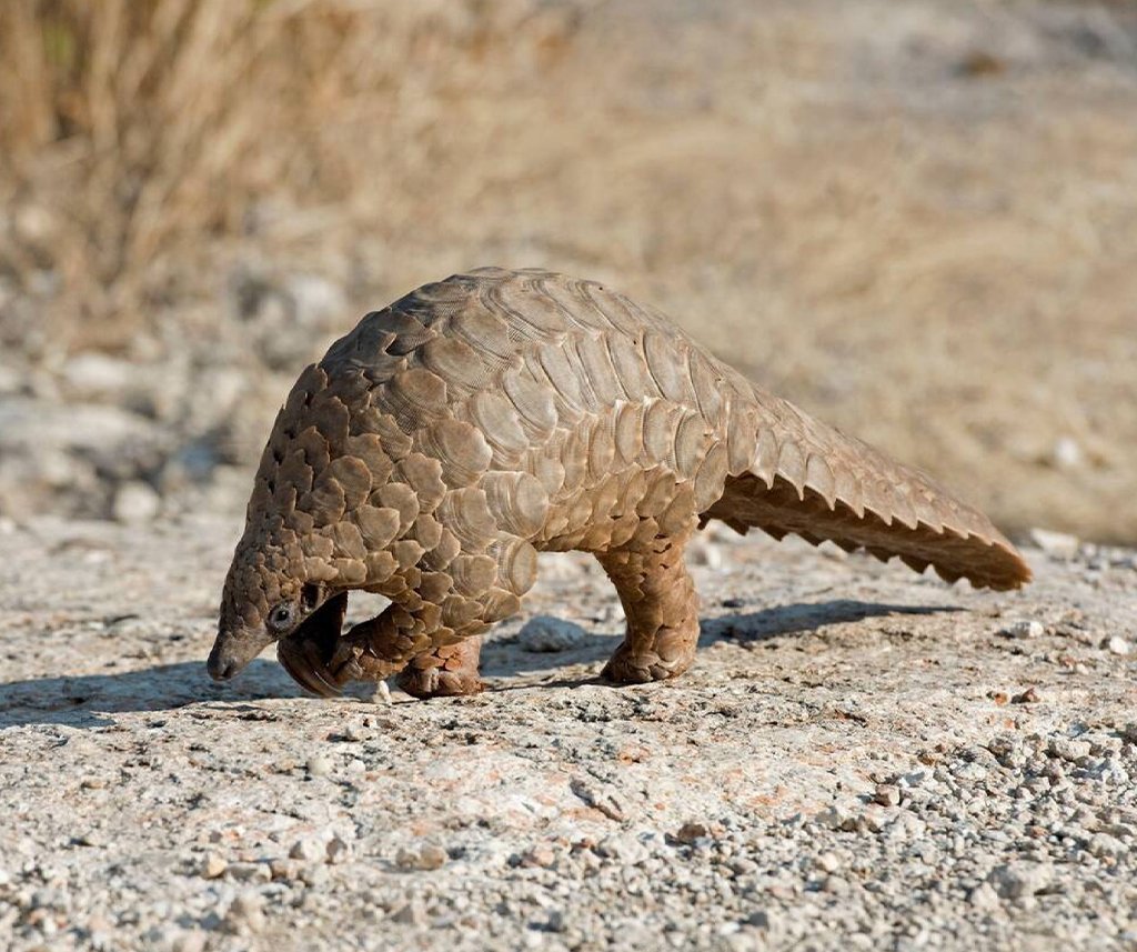 elusive animals of Africa