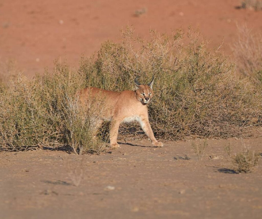 elusive animals of Africa
