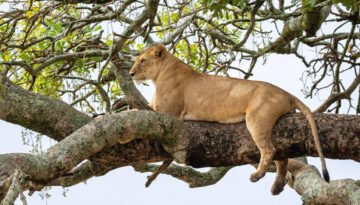Lake Manyara National Park Safari