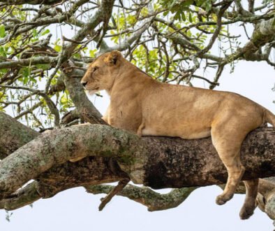 Lake Manyara National Park Safari