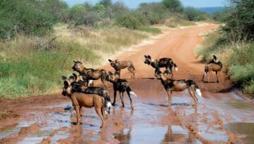 elusive animals of Africa