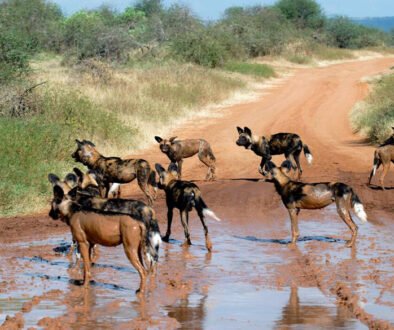 elusive animals of Africa