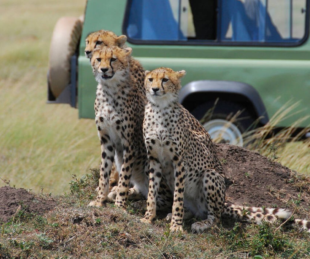 African Safari Cost