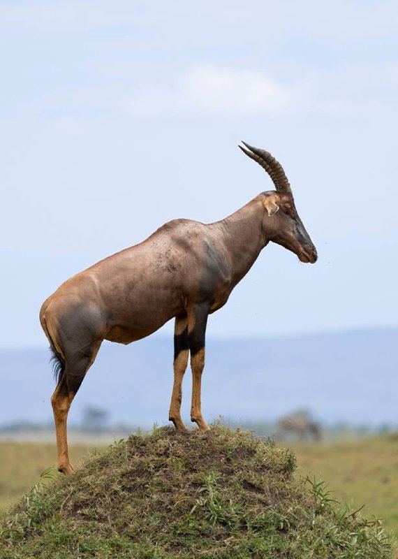 Topi