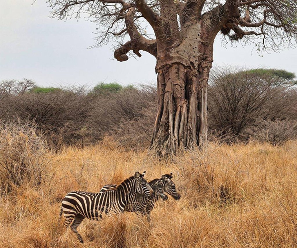 Tarangire National Park Safari