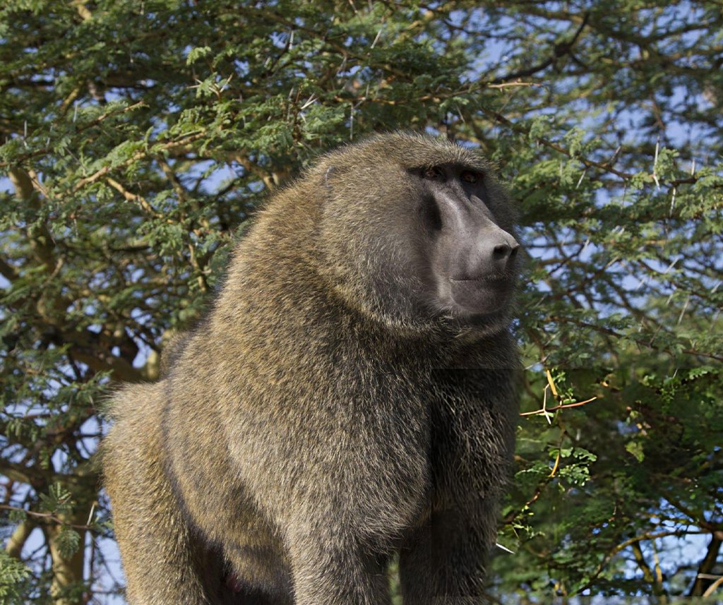 are baboons dangerous