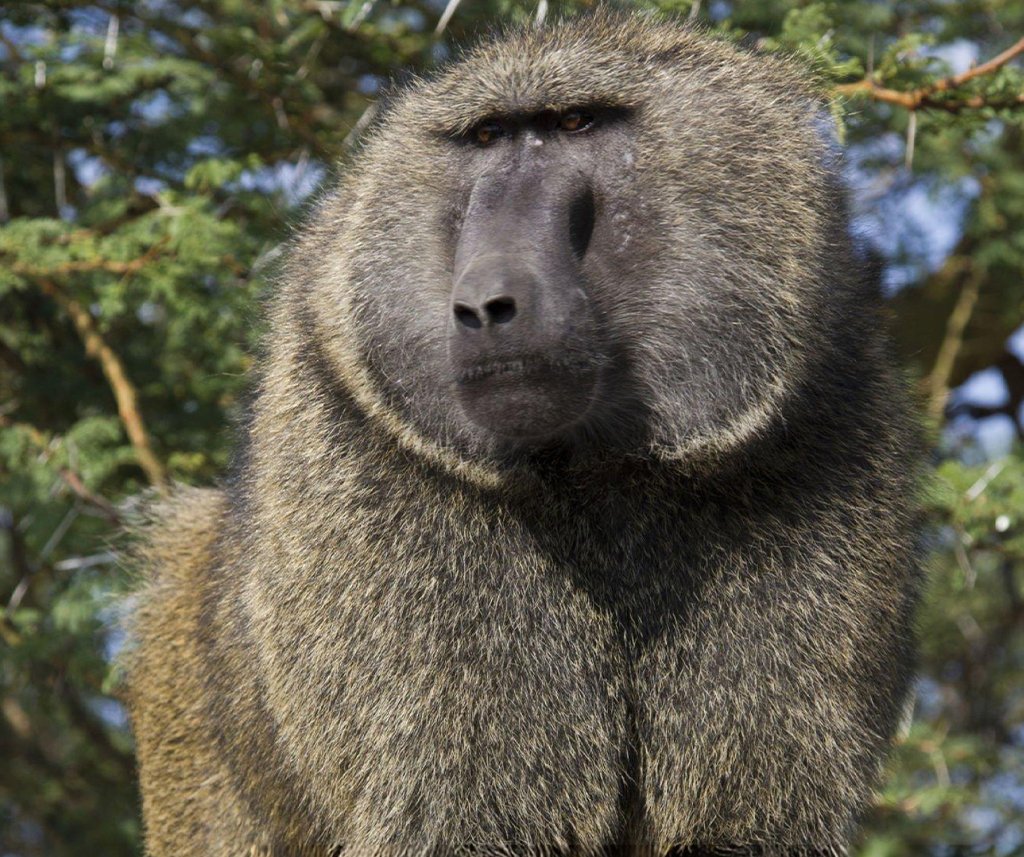 are baboons dangerous