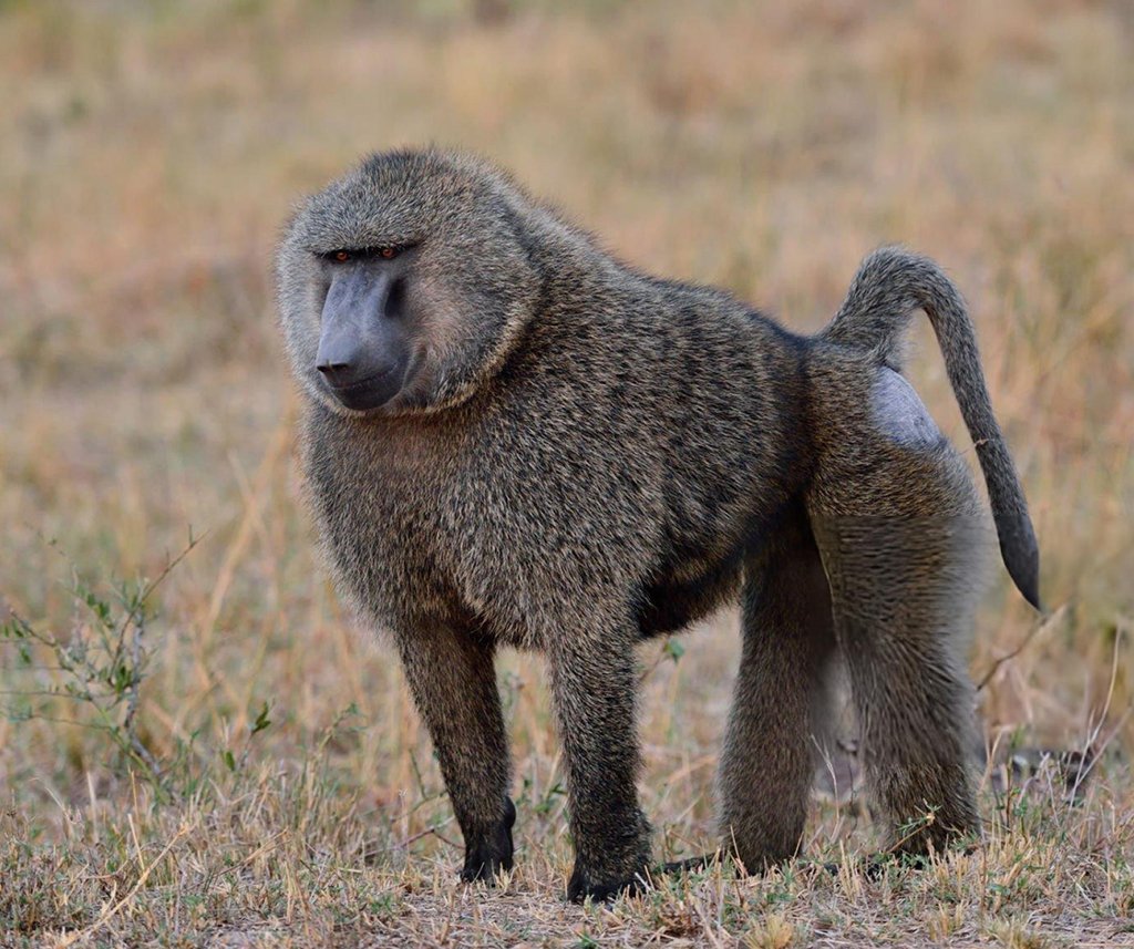 are baboons dangerous