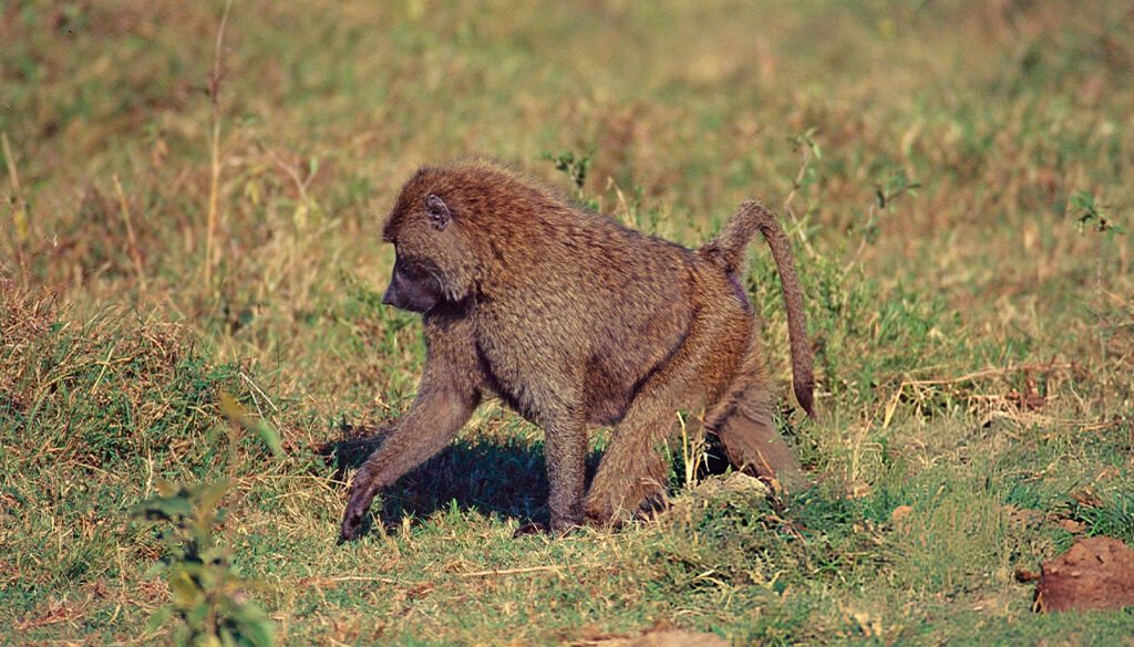 are baboons dangerous