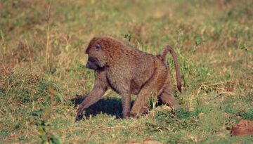 are baboons dangerous