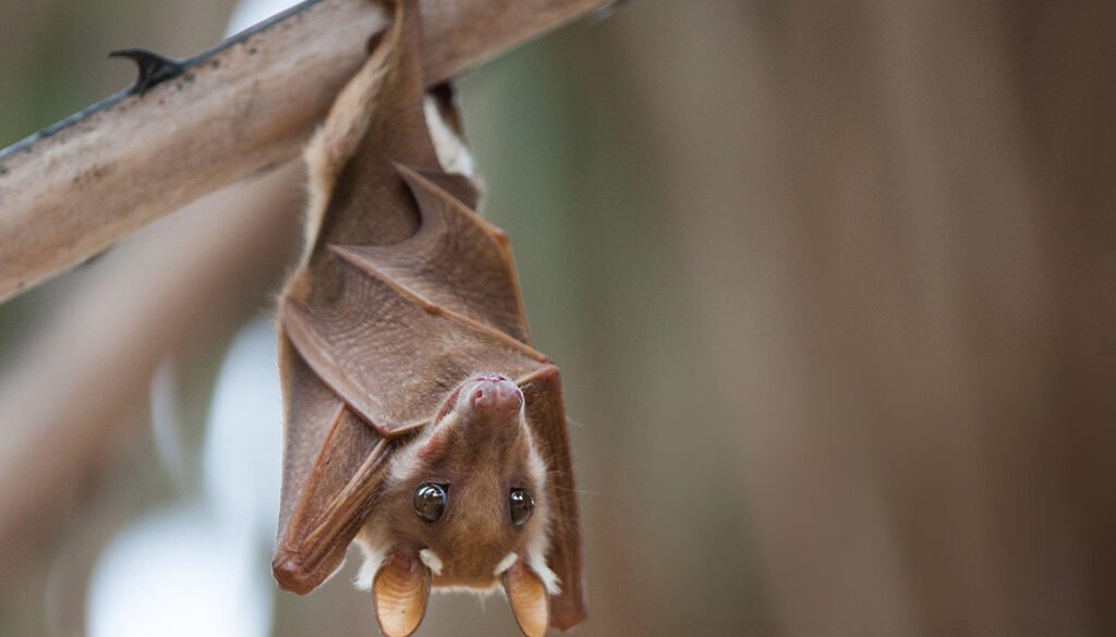 are bats blind