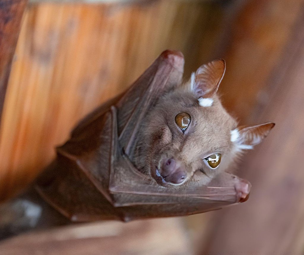 are bats blind