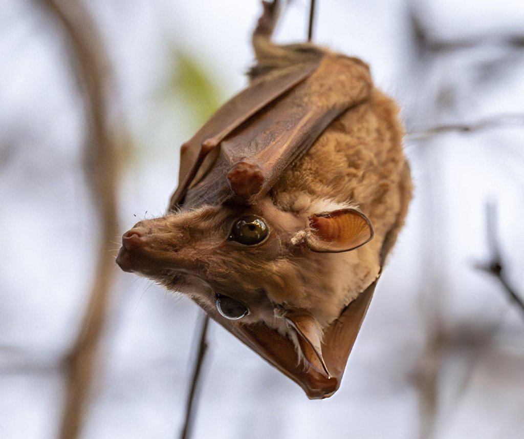 are bats blind