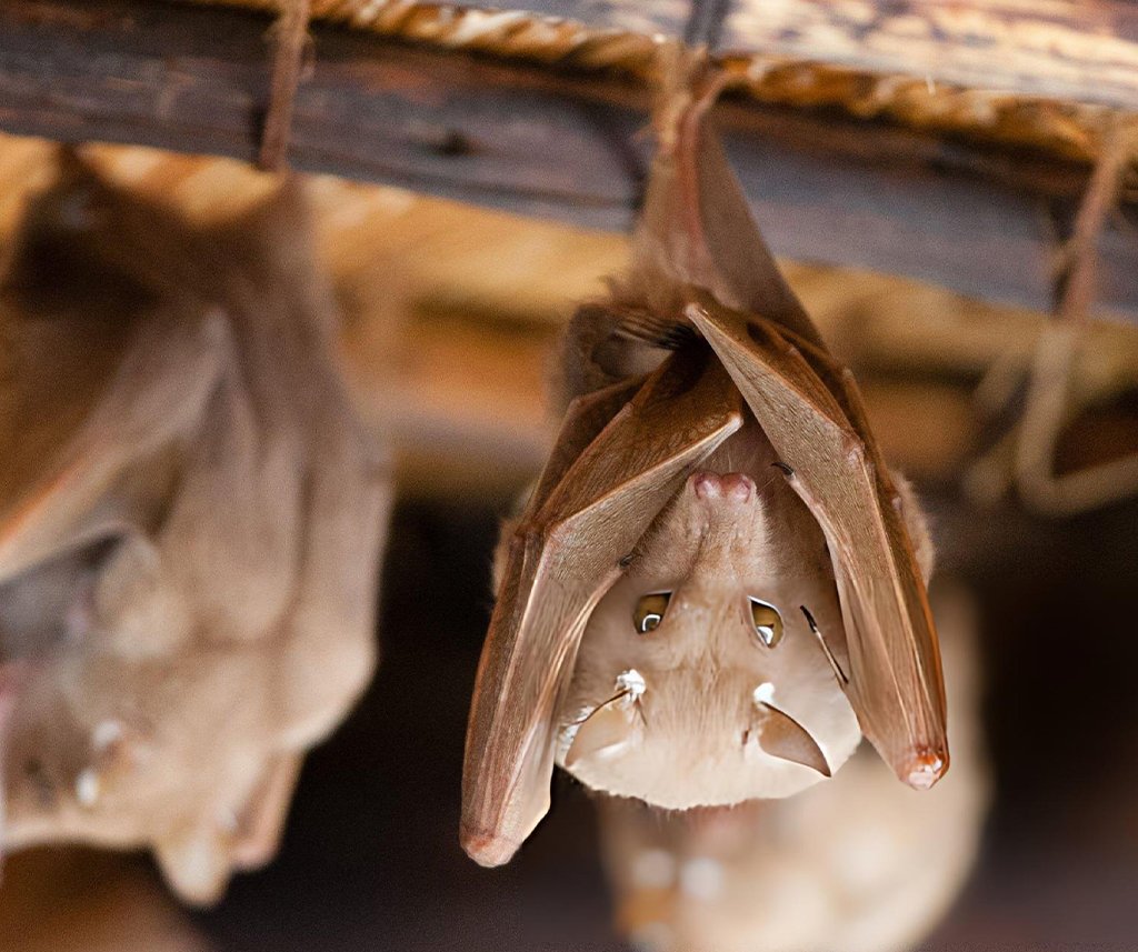 are bats blind