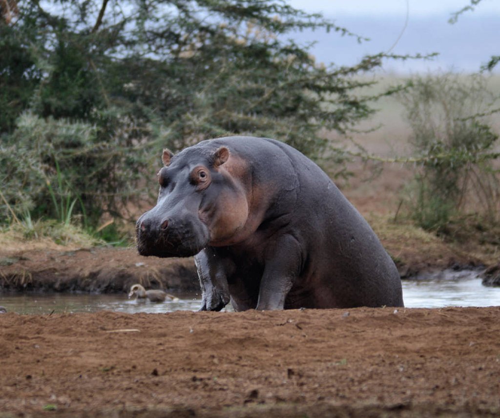 Lake Manyara National Park Safari