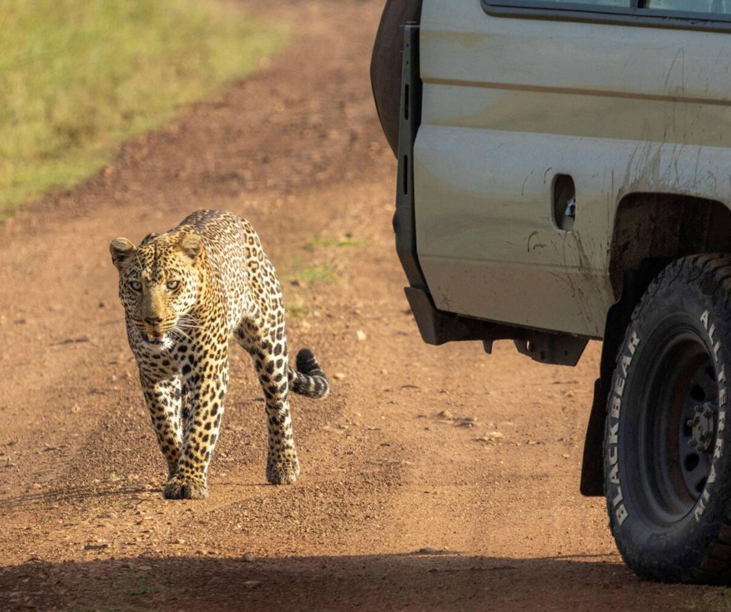 male leopard stalking another to fight