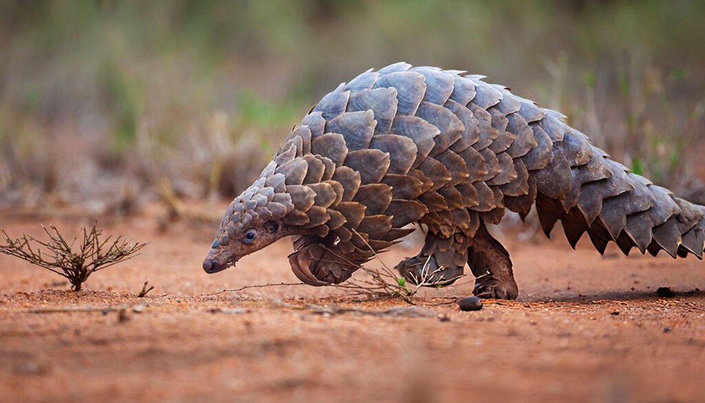 hardest animal to see on safari