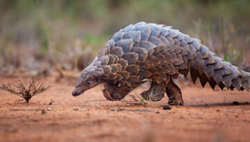 hardest animal to see on safari