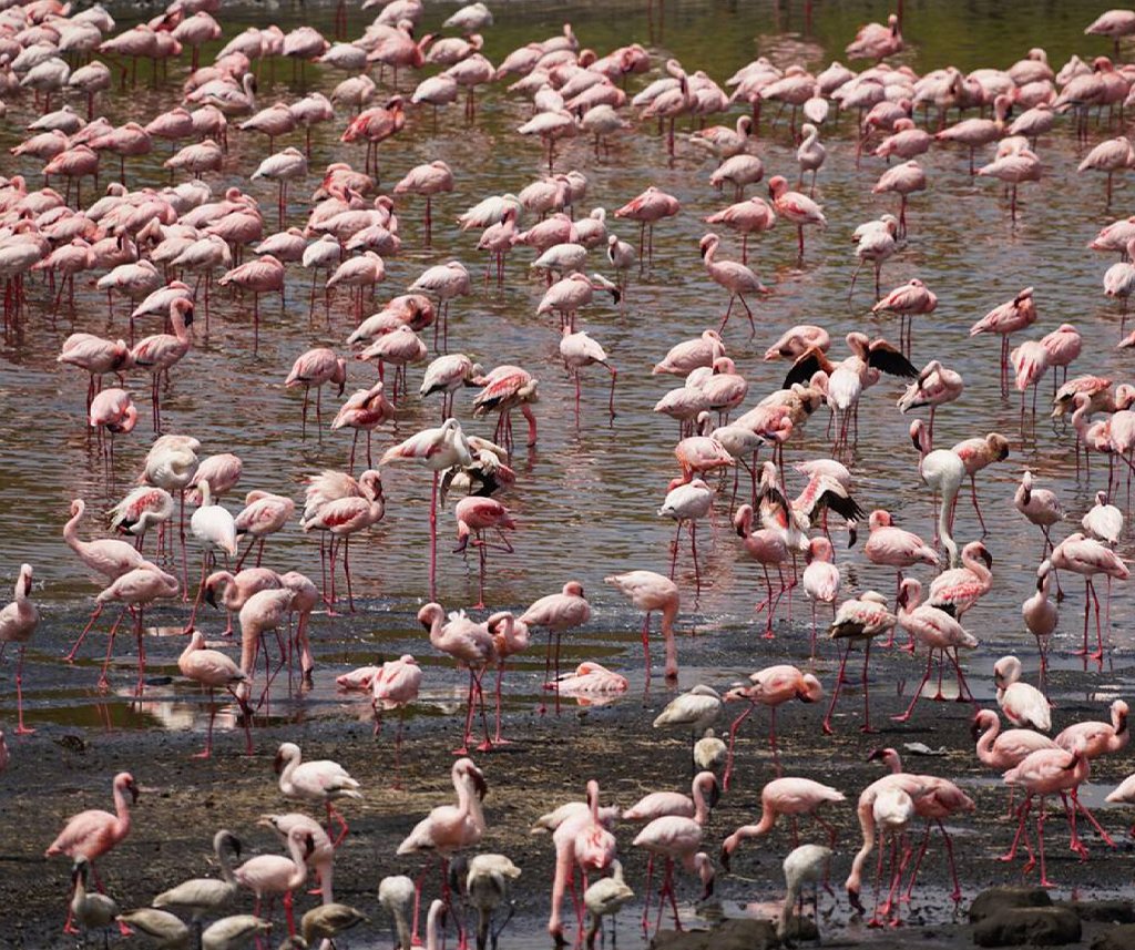Lake Manyara National Park Safari