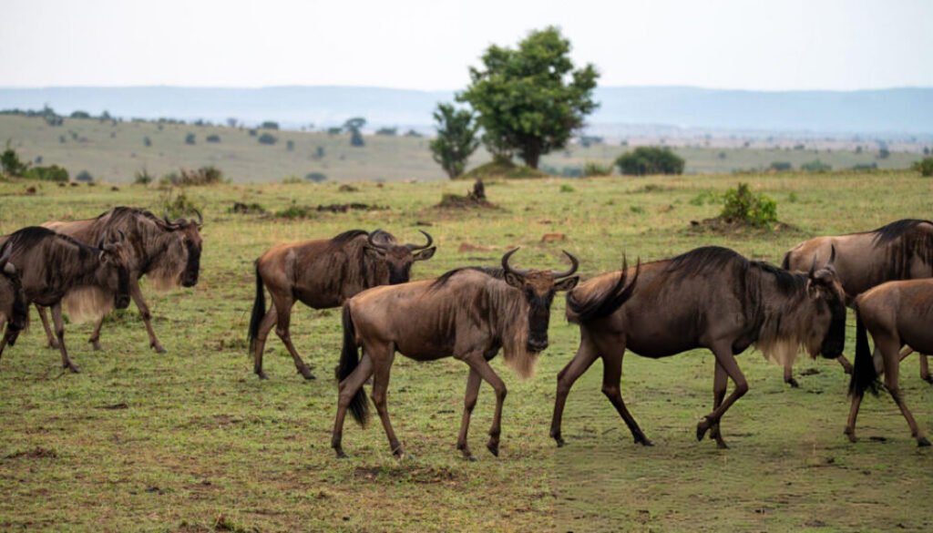 worst time to visit the Masai Mara