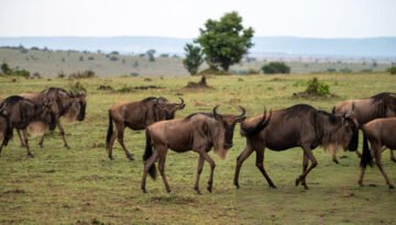 worst time to visit the Masai Mara