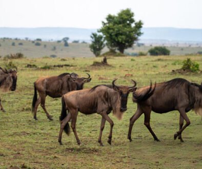 worst time to visit the Masai Mara