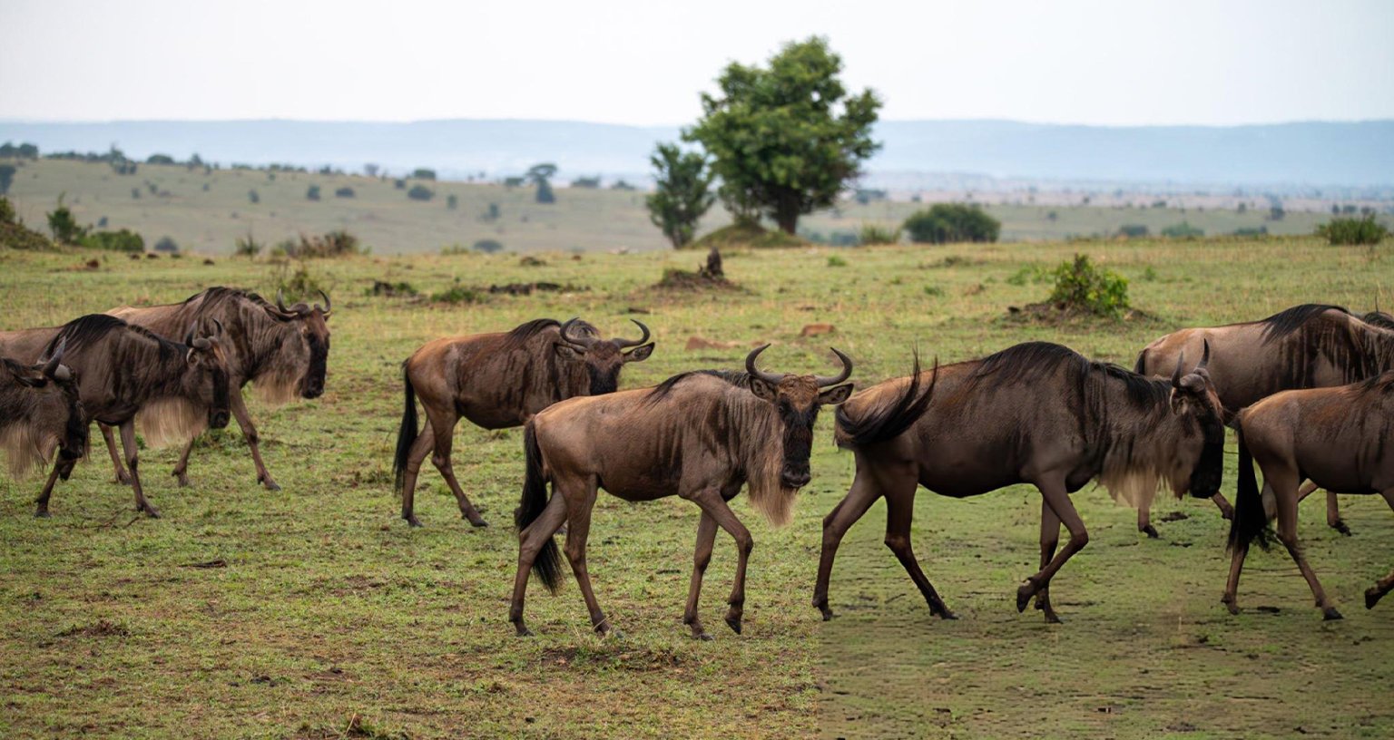 worst time to visit the Masai Mara