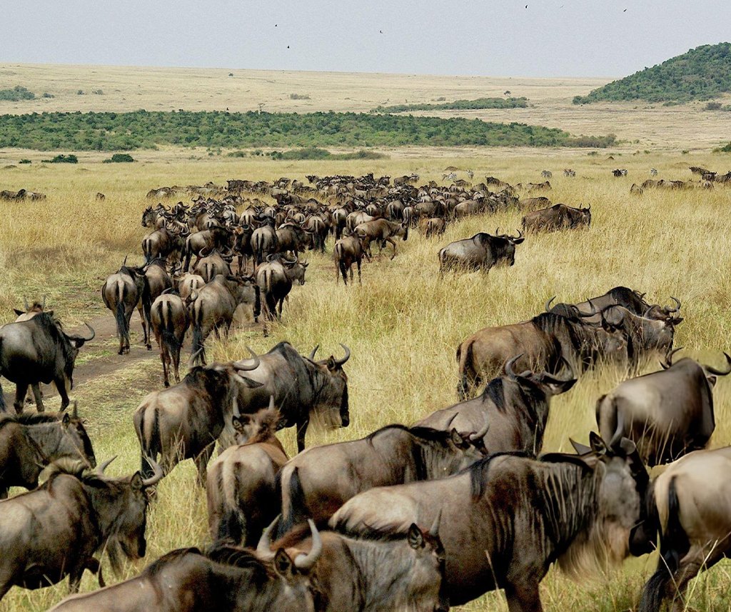 worst time to visit the Masai Mara