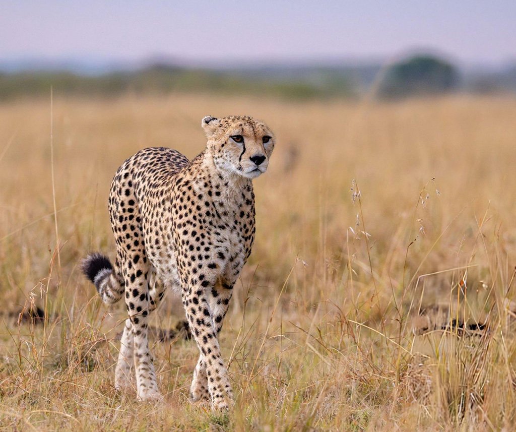 big cats niche partitioning