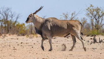 largest antelope species in africa