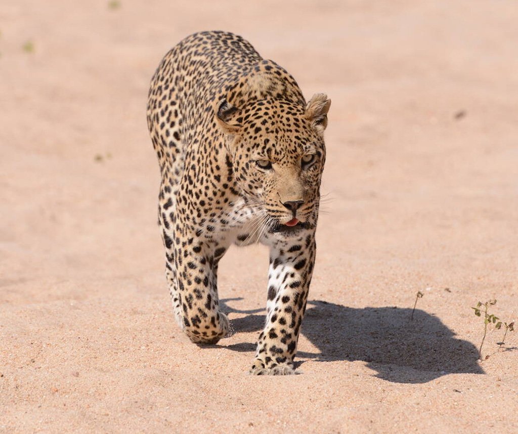 big cats niche partitioning