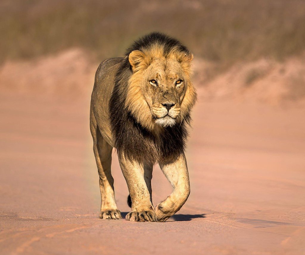 big cats niche partitioning