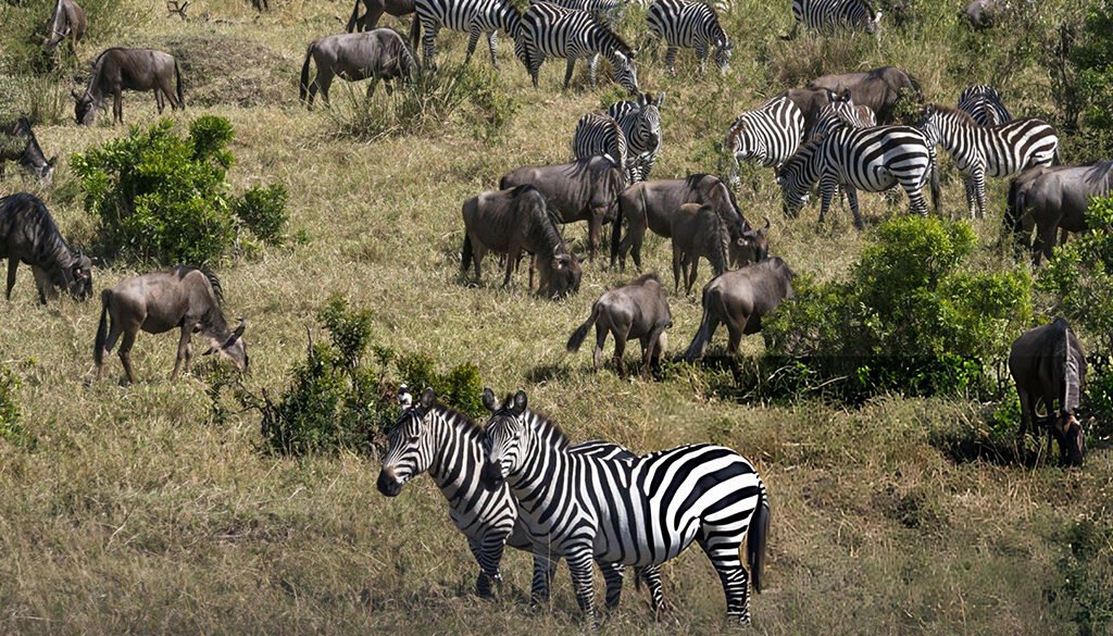 grazing succession