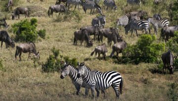 grazing succession