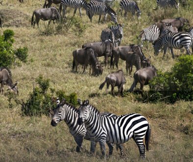 grazing succession