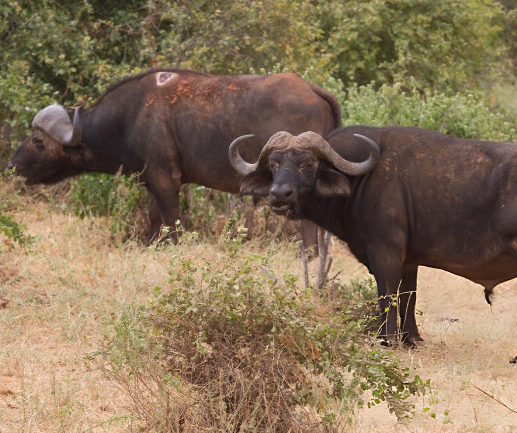 do african buffalo vote