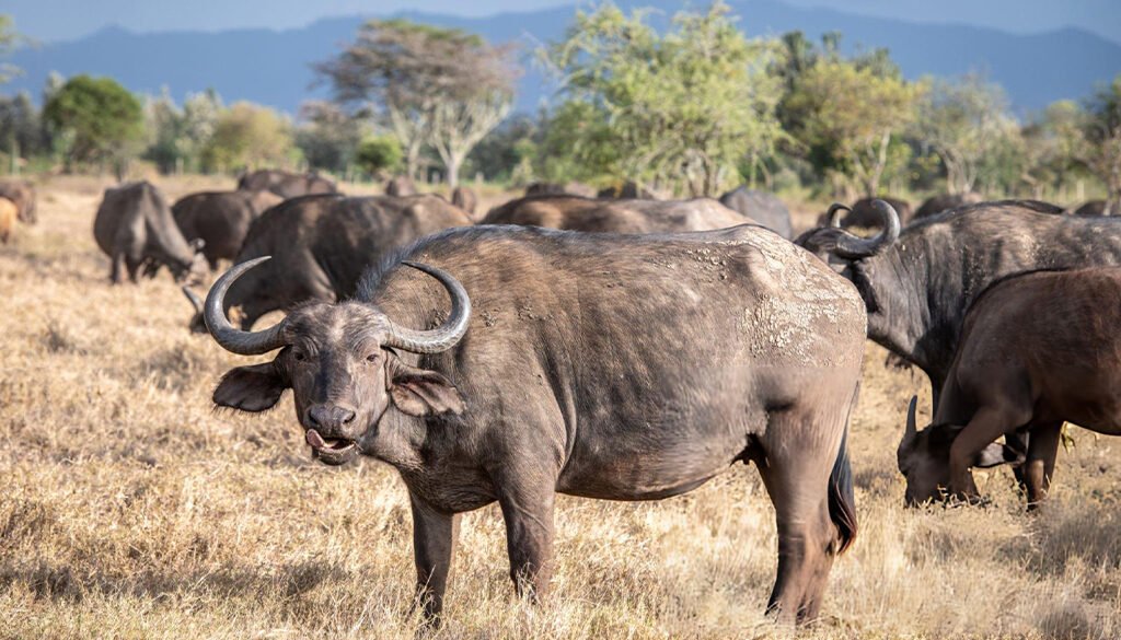 do african buffalo vote