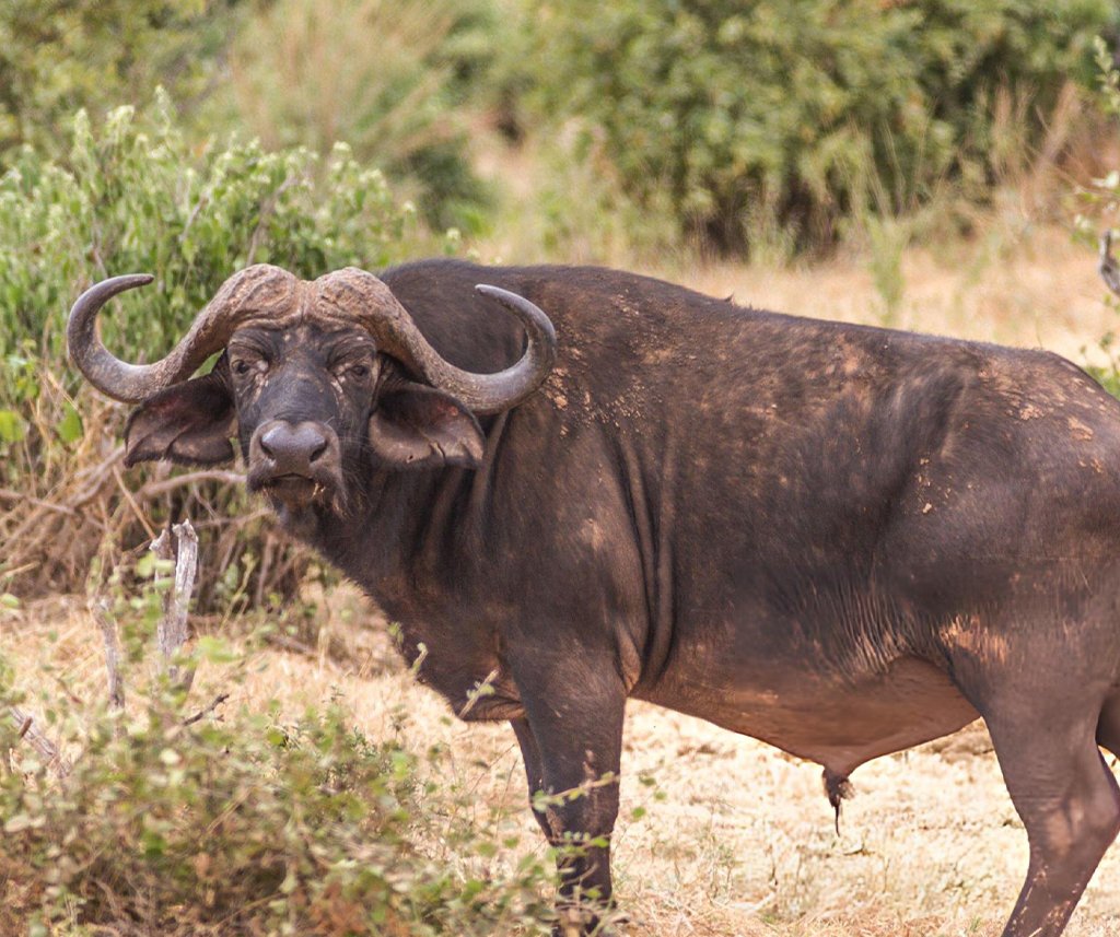 do african buffalo vote